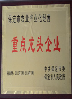 榮譽證書